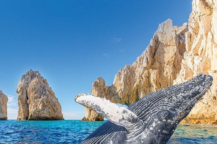 ballena haciendo un salto frente a piedra emblemática de Los Cabos