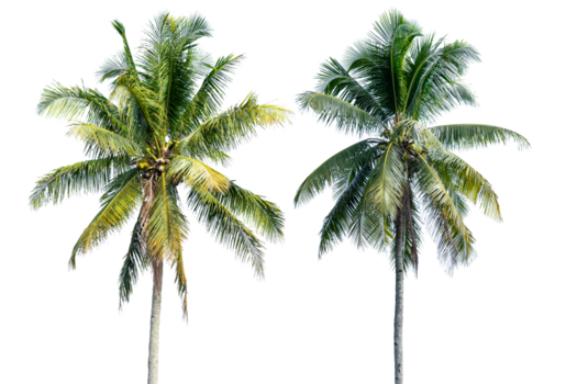 palmeras con cocos