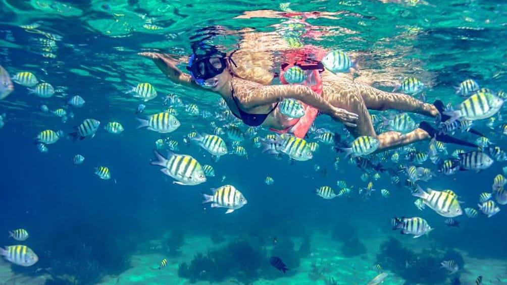 persona haciendo snorkel con muchos peses al rededor